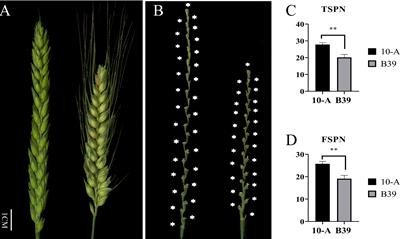 Identification and validation of two major QTLs for spikelet number per spike in wheat (Triticum aestivum L.)